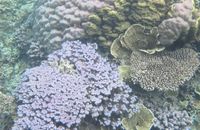 Bukti Keindahan Dunia Bawah Laut Karimunjawa