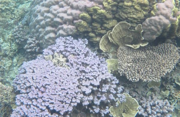 Bukti Keindahan Dunia Bawah Laut Karimunjawa