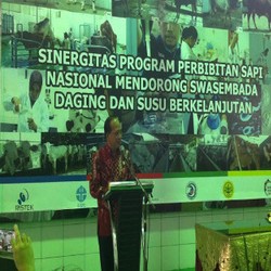 Targetkan Swasembada Daging 2019, Menristek Blusukan ke Peternakan Sapi