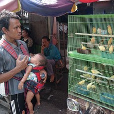 Pedagang Pasar Burung Kupang Menolak Direlokasi
