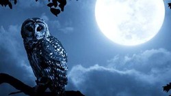 Virus Flu Burung yang Tewaskan 2 Warga Tangerang Diduga dari Burung Hantu