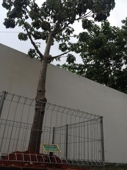 Kopassus Punya Pohon Baobab di Kompleks Markas Komandonya