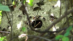 Nahas! Tiduran di Pos Kamling, Tasrip Tewas Diserang Ribuan Tawon