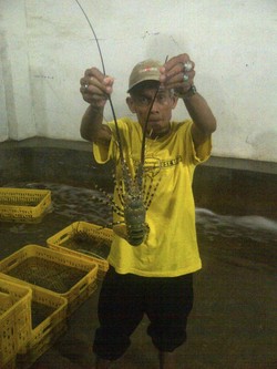Susi Marine: Kumpulkan Lobster Tangkapan Nelayan Lalu Dijual ke Jakarta