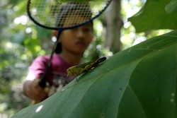 Serunya Berburu Belalang Kayu di Hutan Banyuwangi