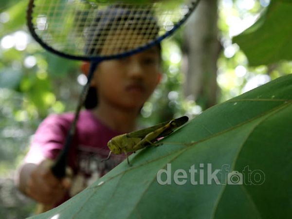 Serunya Berburu Belalang Kayu