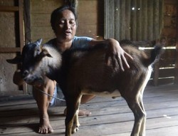 Kambing di Kalbar ini Tidur di Kamar Pakai Kelambu dan Suka Susu Formula