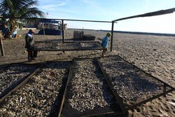 Melihat Proses Pembuatan Ikan Asin di Lhokseumawe