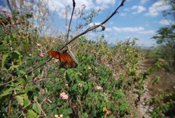Rowo Jombor di Klaten, dari Restoran Apung Sampai Bukit Sidagora