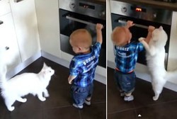 Selamatkan Anak Kecil dari Oven Panas, Benarkah Kucing Ini Pahlawan?