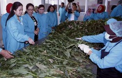 Menko Puan Maharani Ajak Masyarakat Bangun Kemandirian Bangsa dengan Jamu