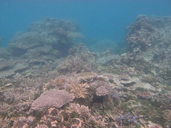 Seperti Ini 'Hutan' Bawah Laut Pulau Kecil, Karimunjawa