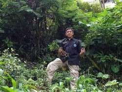 Timbulkan Efek Psiko Aktif, Tanaman Khat Sering Dikonsumsi Turis Arab