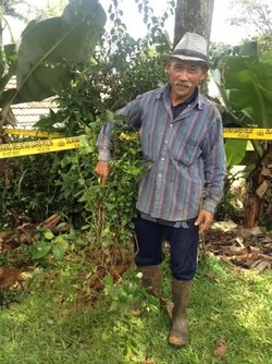 Tanaman Khat Sering Dijadikan Lalapan Warga Cisarua