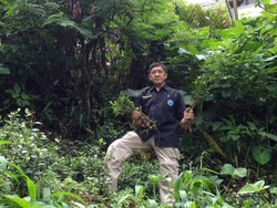 BNN Temukan Ladang Tanaman Khat di Cisarua yang Masuk Kategori Narkotika