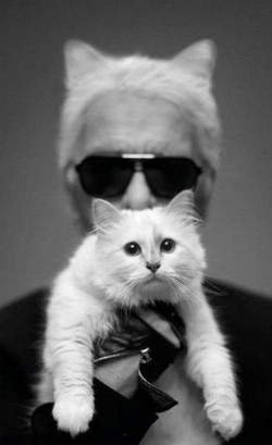 Jadi Bintang Iklan, Kucing Karl Lagerfeld Raup Rp 42 M dalam Setahun