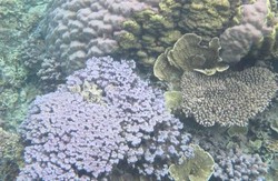 Catat! 4 Spot Snorkeling Favorit di Karimunjawa