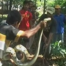Ular Sanca Batik Pemakan Unggas Berhasil Ditangkap Warga