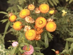 Pasar Berastagi Penuh Warna-warni