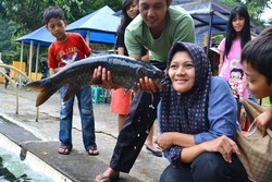 Tak Jauh dari Cirebon, Ada Kolam Berisi Ikan Dewa!