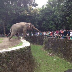 Antusiasme Warga Jakarta Beri Makan Satwa Ragunan di Long Weekend