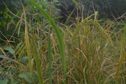 Menengok Ladang Beras Merah di Bangka
