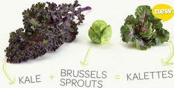 Kalletes, Sayuran Unik Persilangan Kale dan  Brussels Sprouts!