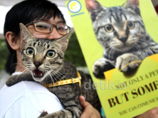 Mengadopsi Hewan di World Stray Animal Day