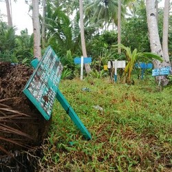 Misteri Kuburan Massal ABK Myanmar di Benjina