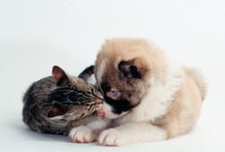 FotoStop: Memotret Cute Pet