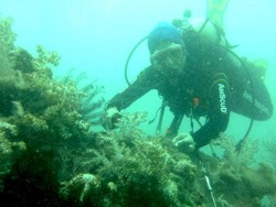 Menyelami Indahnya Alam Bawah Laut Pulau Sepa