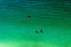 Berenang di Pantai Florida, Turis Nyaris Diserang Hiu