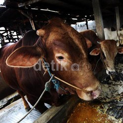 Antisipasi Puasa dan Lebaran, Pemerintah Buka Impor 250.000 Ekor Sapi Australia