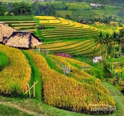 Arifin Panigoro Punya Sawah Modern, Menteri Gobel: Kenapa Enggak Dari Awal?
