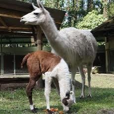 Lahir Bersamaan, Anakan Rusa, Bison dan Llama Bikin Gemes