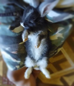 Sleep Bunny