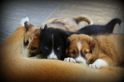 rame rame minum susu