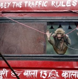 Monyet Hambat Pembangunan Jaringan Internet