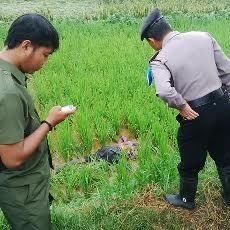 Sesosok Mayat Pria Ditemukan Tertelungkup di Sawah