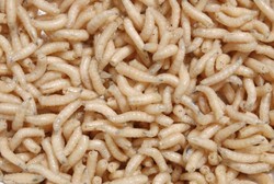 Mengeluh Sakit Kepala, Ternyata Ada Belatung Hidup di Kepala Pria Ini