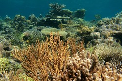 Cerita Miris Tentang Atol Terindah Ketiga Sedunia di Indonesia