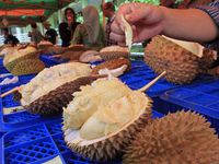 Kontes Durian Banten