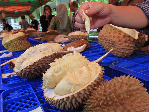 Kontes Durian Banten