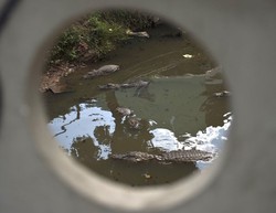 Diduga Mangsa Warga, Buaya Raksasa di Aceh Singkil Dipancing dan Dibunuh