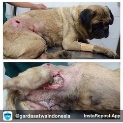 Cerita Urunan Menyelamatkan Anjing yang Disiksa dan Ada Tusuk Sate di Perutnya