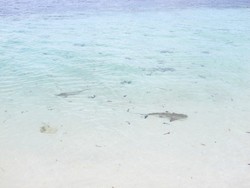 Berenang Bareng Bayi Hiu Langsung di Pantai, Cuma di Takabonerate