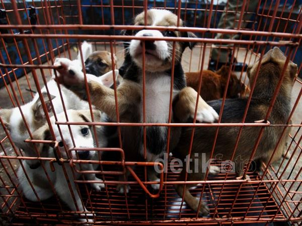 Razia Anjing dan Kucing Liar Cegah Rabies Razia Anjing dan Kucing Liar Cegah Rabies