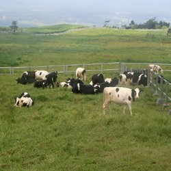 Bermodal Rumput Luas, Australia Bisa Jual Daging Sapi Rp 25.000/Kg