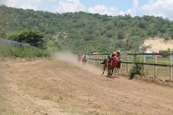 Kuda Putri Ayu, Si Centil yang Selalu Menang Lomba Pacu Kuda di Bima