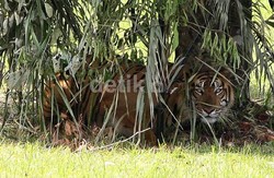 Harimau Nyasar ke Dekat Pasar di Tanggamus Lampung, Warga Kaget